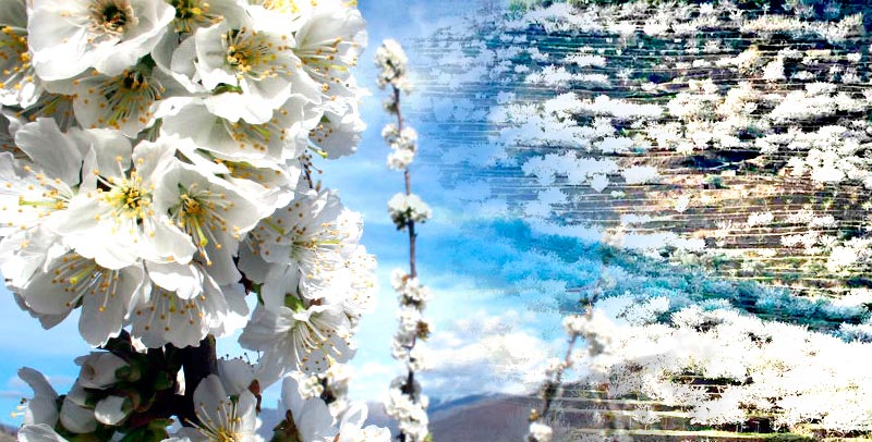 El Cerezo en Flor