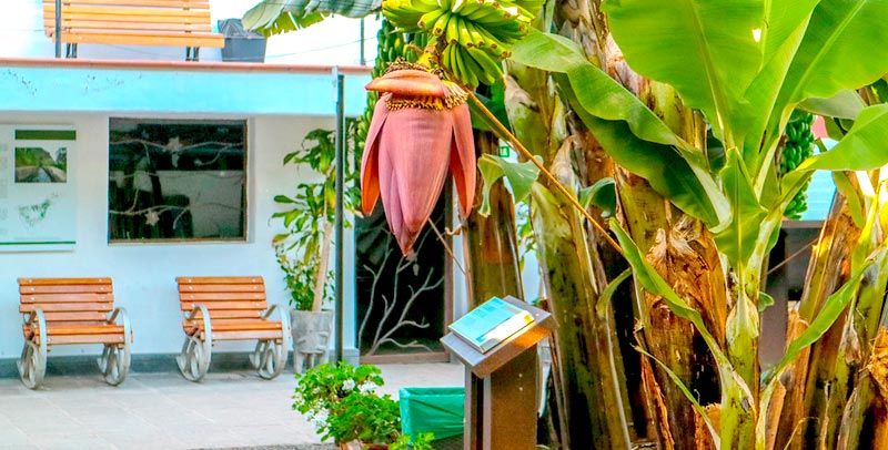 Casa del Plátano